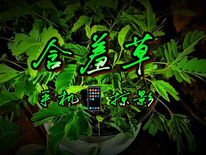 视频资源app下载的相关介绍